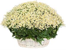 Цветочная композиция из Ромашки в корзине #REPLACE_PRED# Крымгиреевском